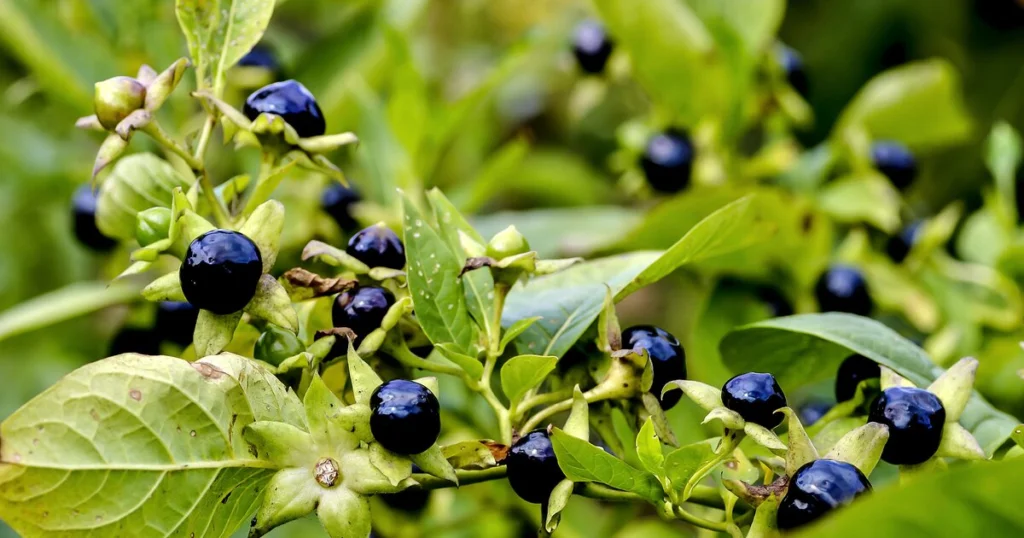 Nachtschattenlähmung – Ursachen, Symptome, Behandlung und Vorbeugung nachtschattenlähmung